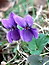 Viola odorata, Veilchen, Wohlriechendes, März-Veilchen, Färbepflanze, Färberpflanze, Pflanzenfarben,  färben, Klostergarten Seligenstadt